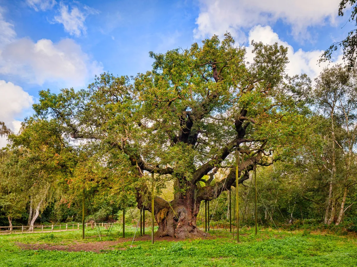 Sherwood Forest